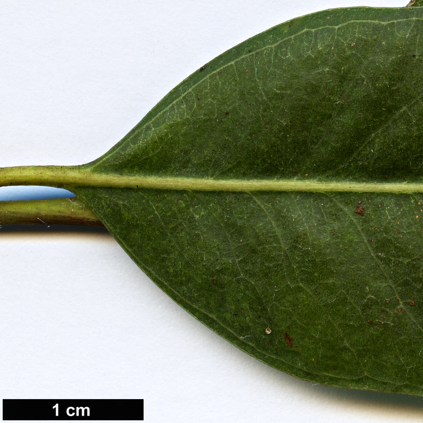 High resolution image: Family: Myrtaceae - Genus: Eucalyptus - Taxon: camaldulensis High resolution image: Family: Myrtaceae - Genus: Eucalyptus - Taxon: camaldulensis